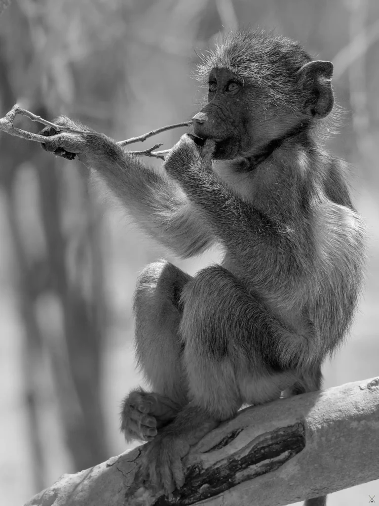 Animaux