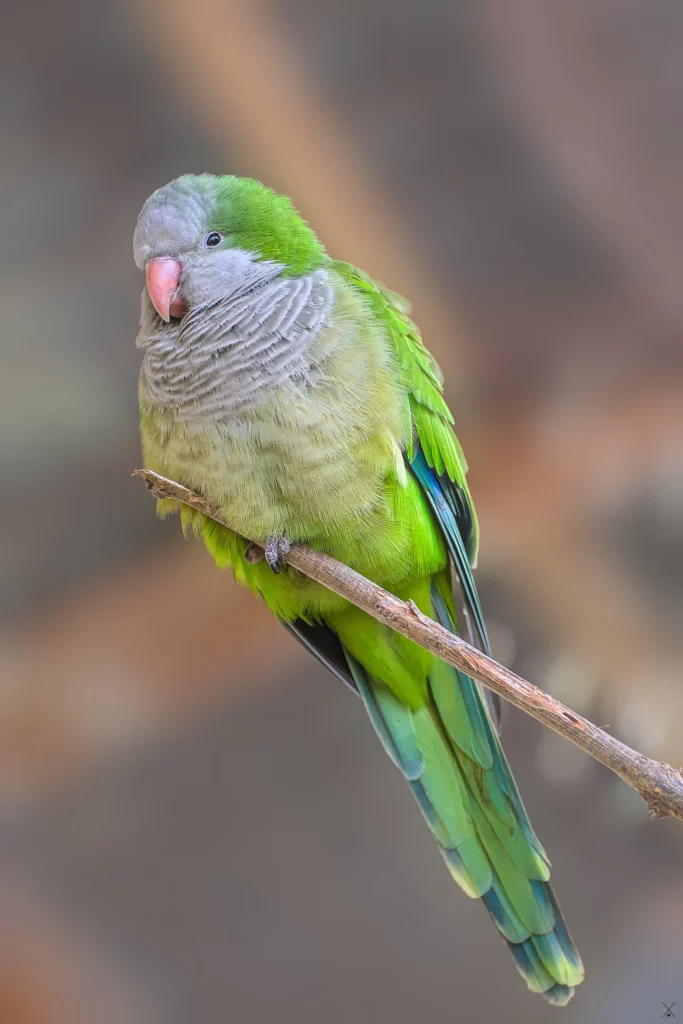 Animaux