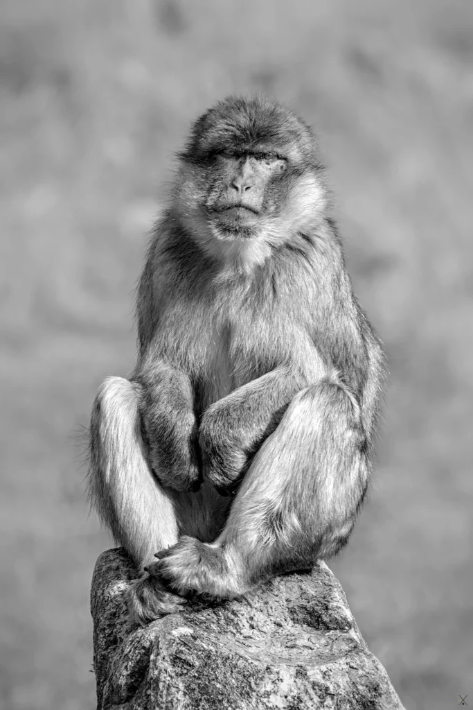 Animaux