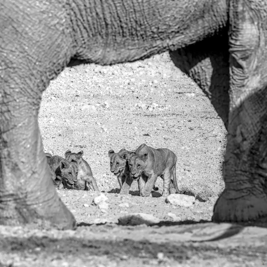 Animaux
