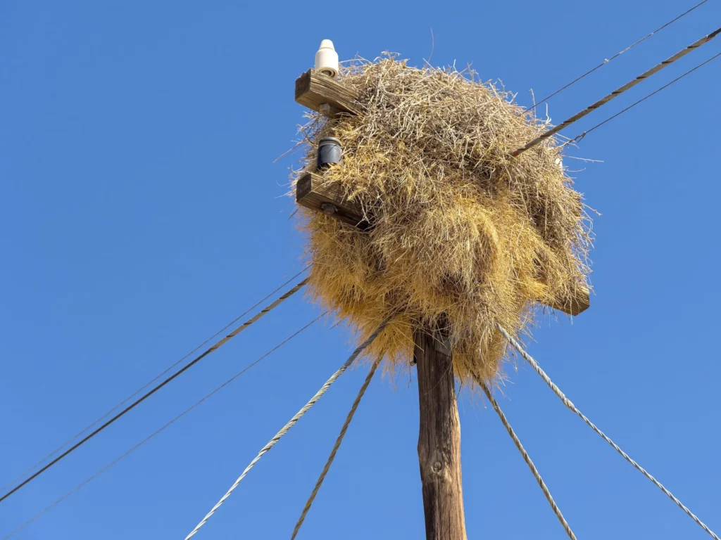 Les oiseaux de Namibie