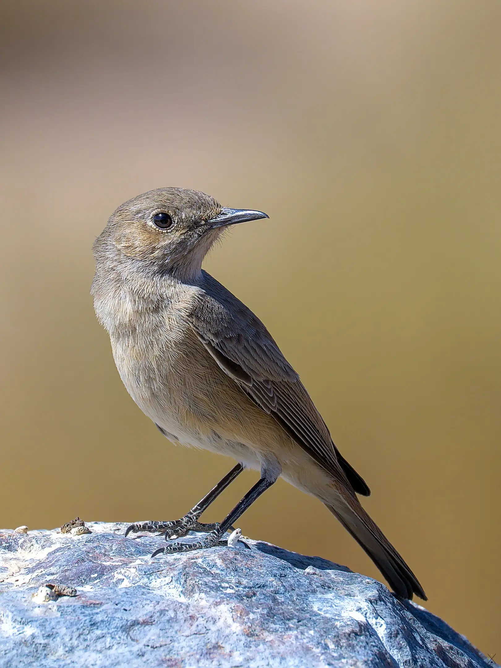 Les oiseaux de Namibie