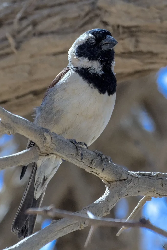 Les oiseaux de Namibie