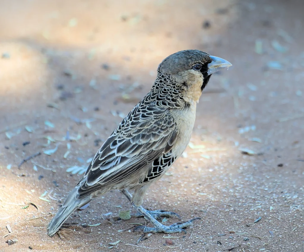 Les oiseaux de Namibie