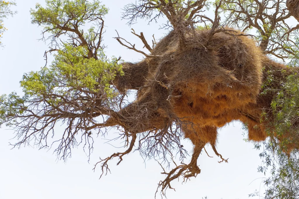 Les oiseaux de Namibie