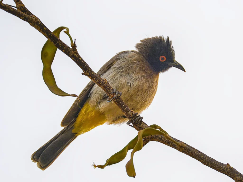 Les oiseaux de Namibie