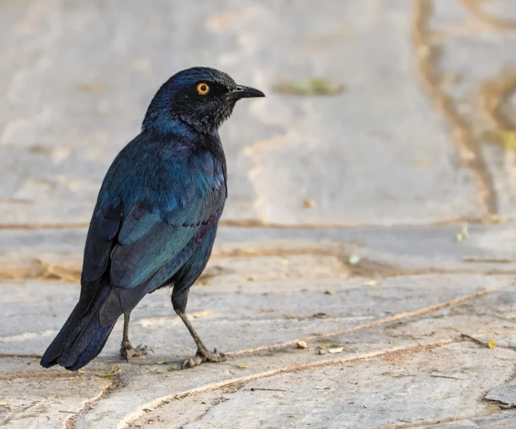 Les oiseaux de Namibie