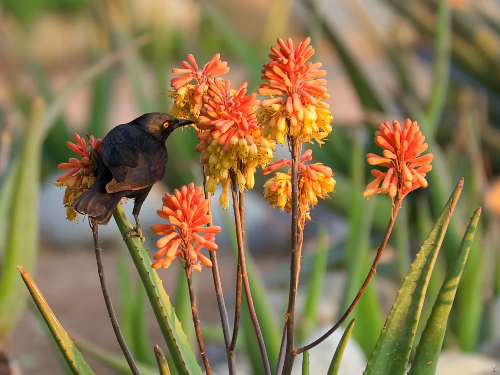 Les oiseaux de Namibie