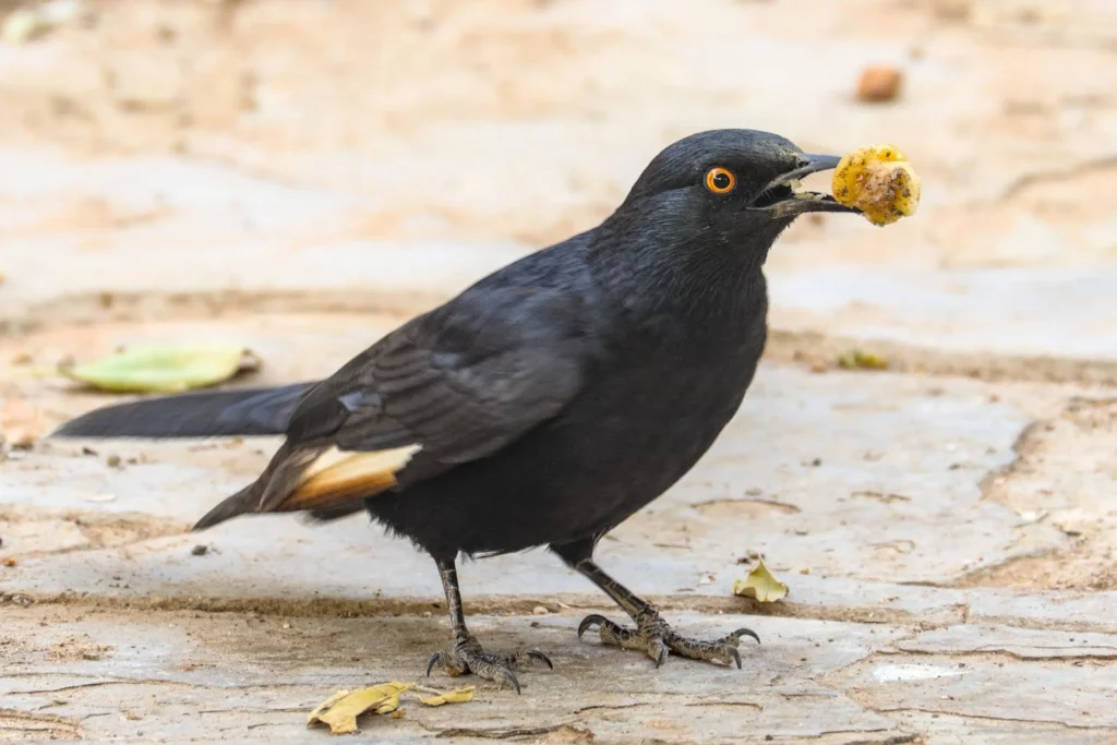 Les oiseaux de Namibie