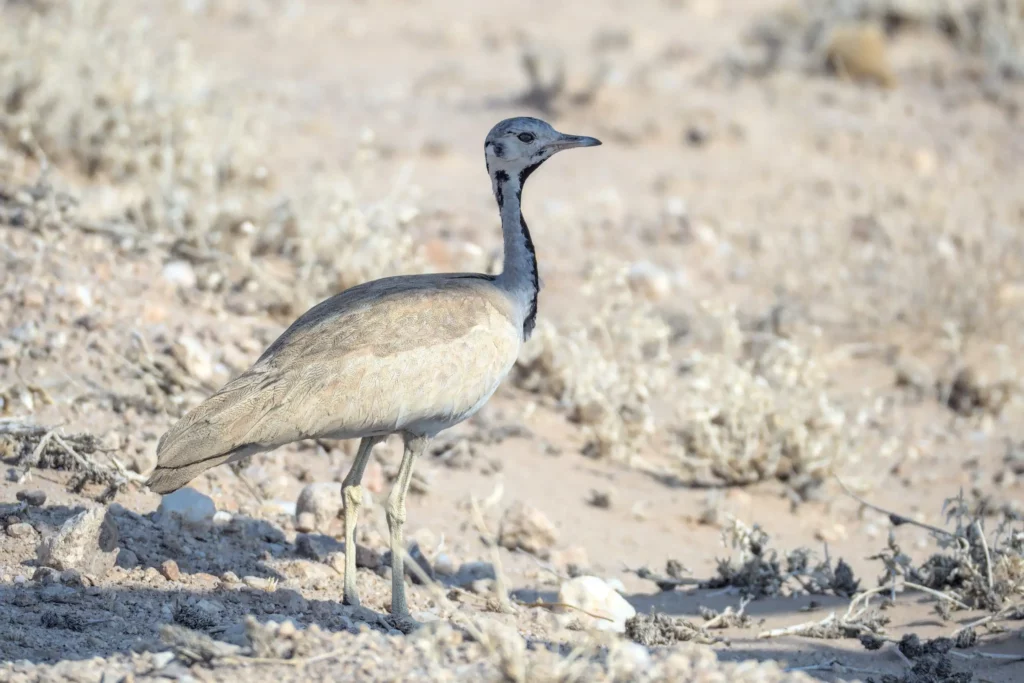 Les oiseaux de Namibie