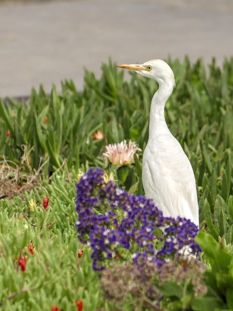 Les oiseaux de Namibie