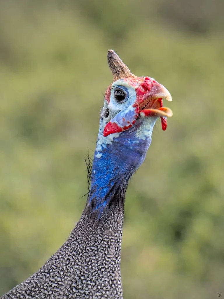 Les oiseaux de Namibie
