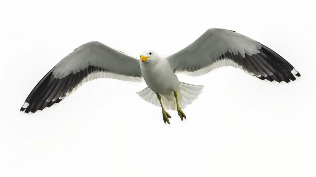 Les oiseaux de Namibie