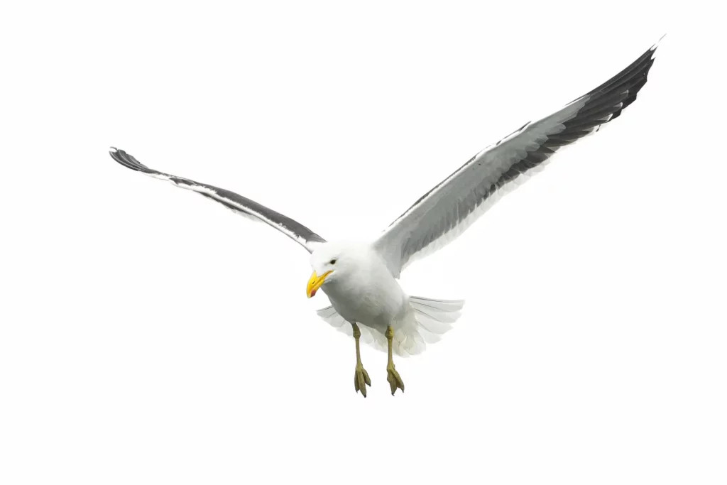 Les oiseaux de Namibie