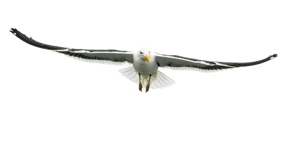 Les oiseaux de Namibie
