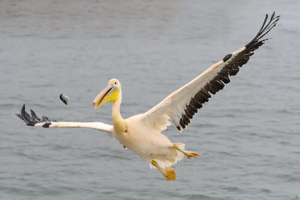 Les oiseaux de Namibie