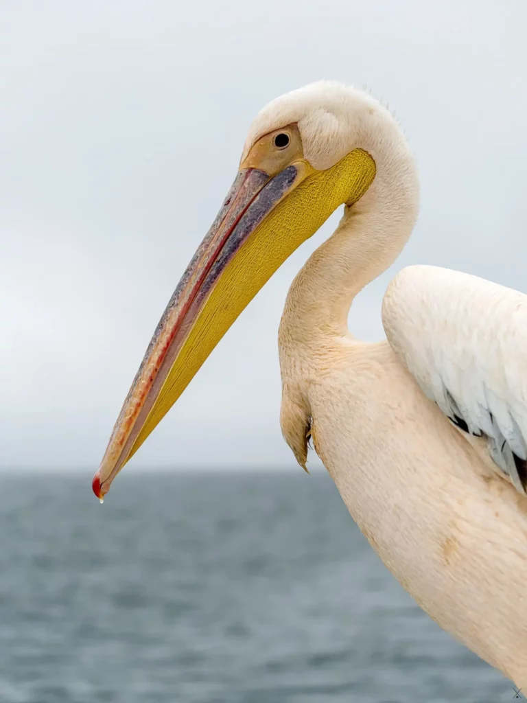 Les oiseaux de Namibie