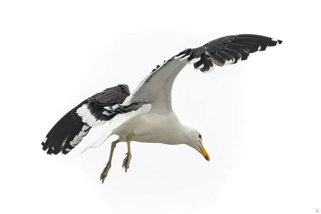 Les oiseaux de Namibie
