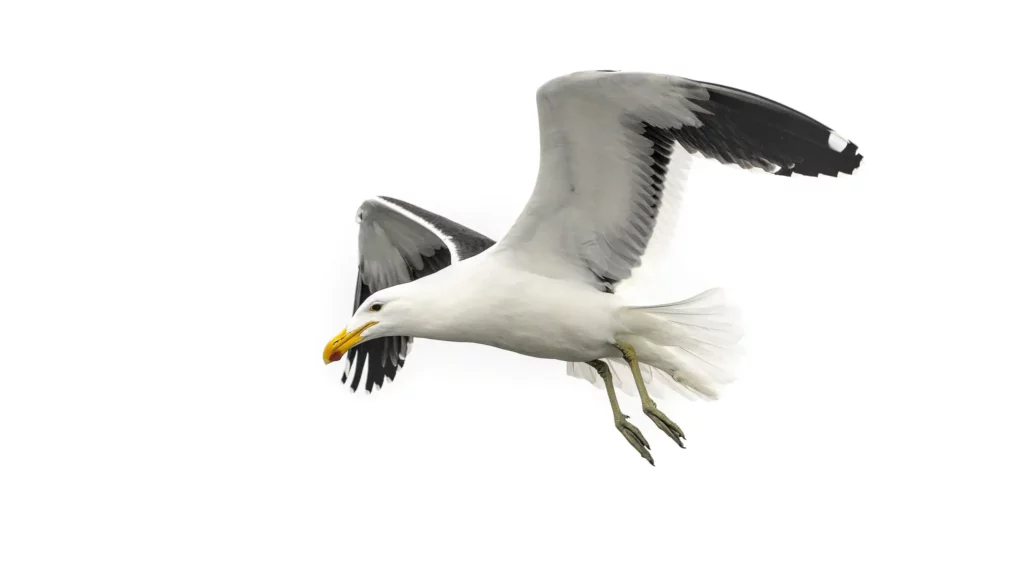 Les oiseaux de Namibie