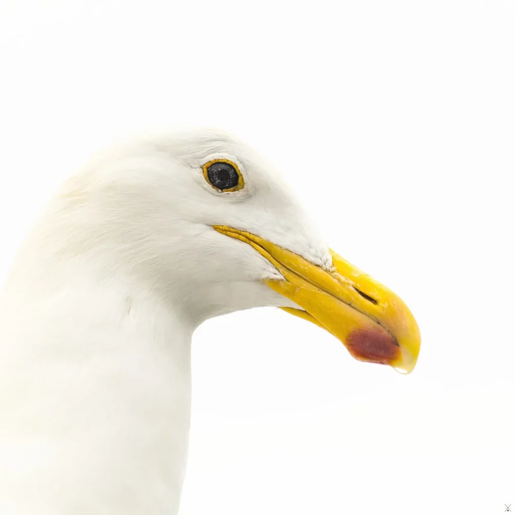Les oiseaux de Namibie