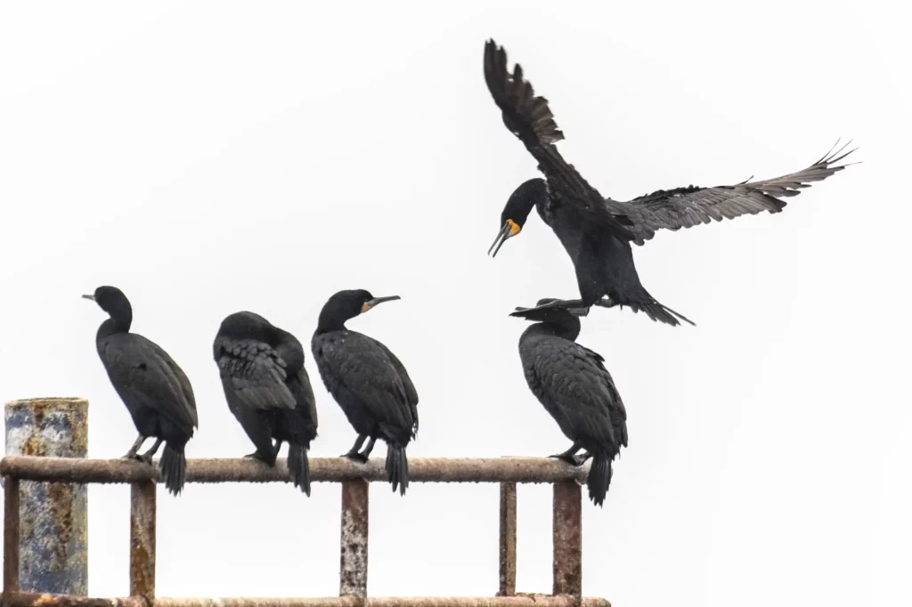 Les oiseaux de Namibie