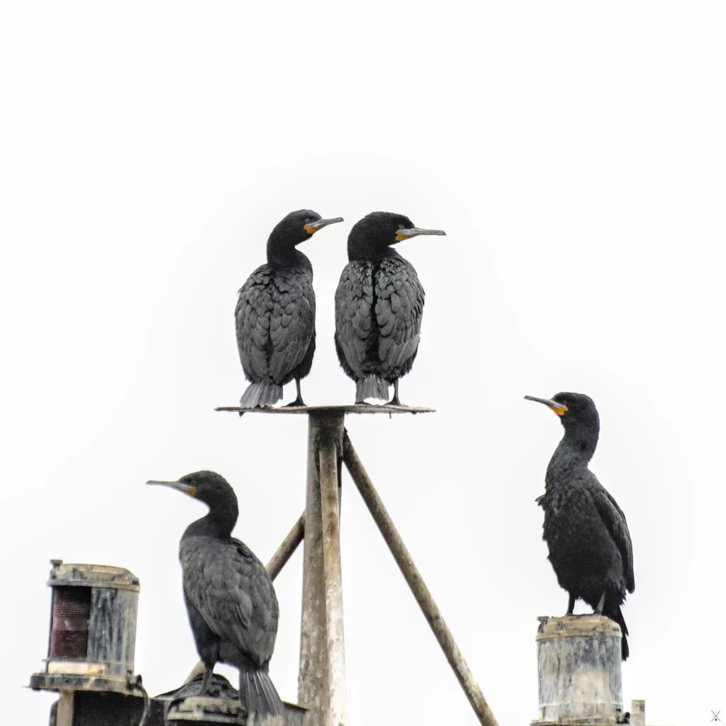 Les oiseaux de Namibie