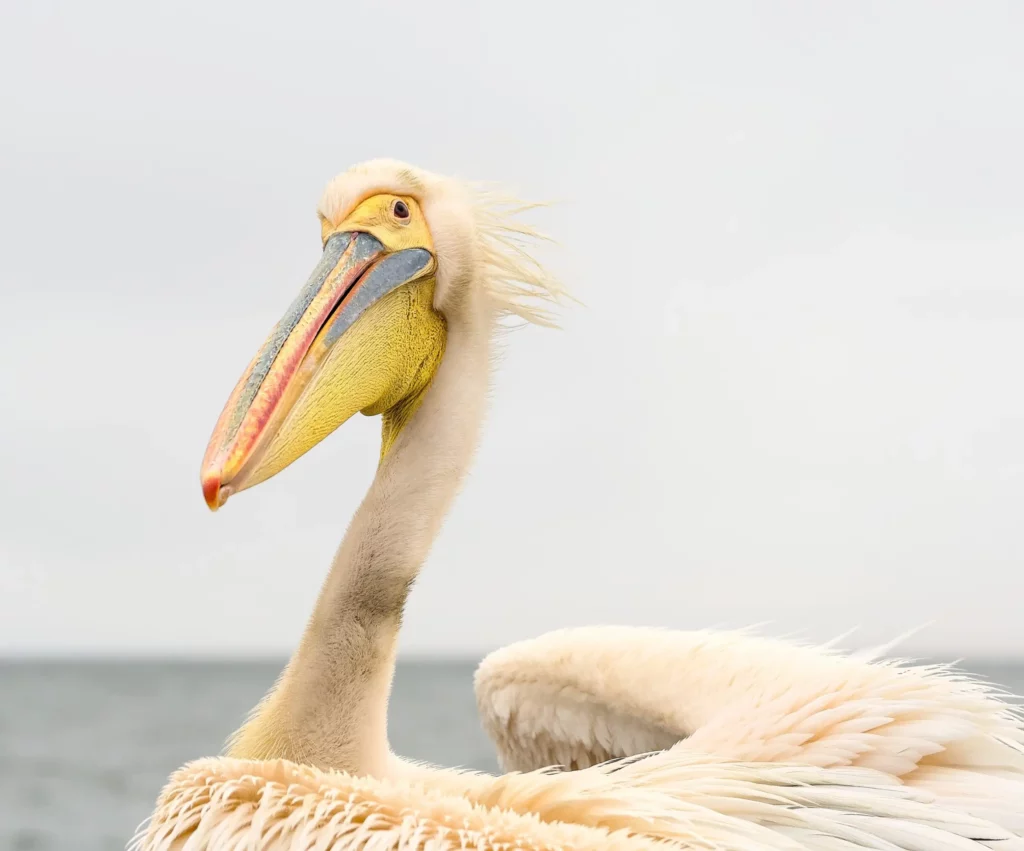 Les oiseaux de Namibie