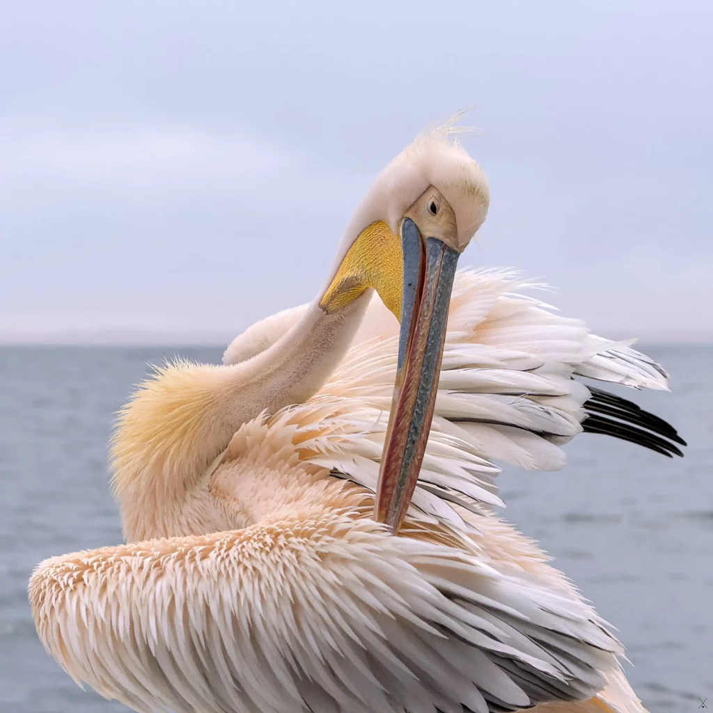 Les oiseaux de Namibie