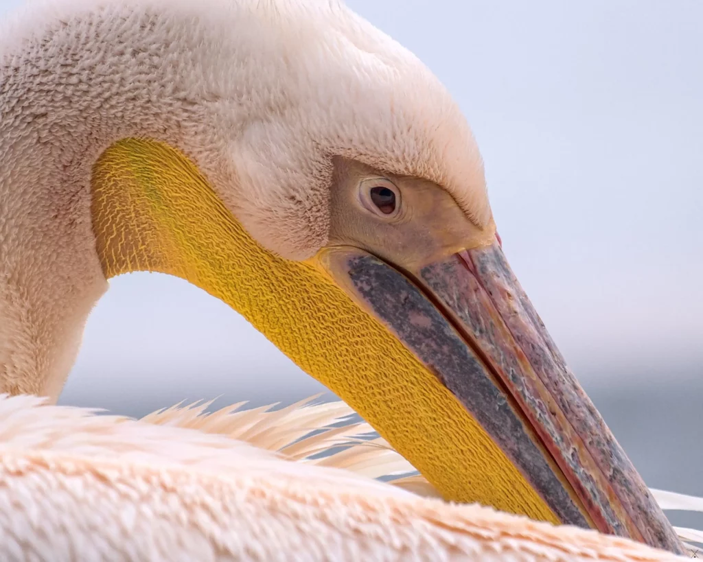 Les oiseaux de Namibie