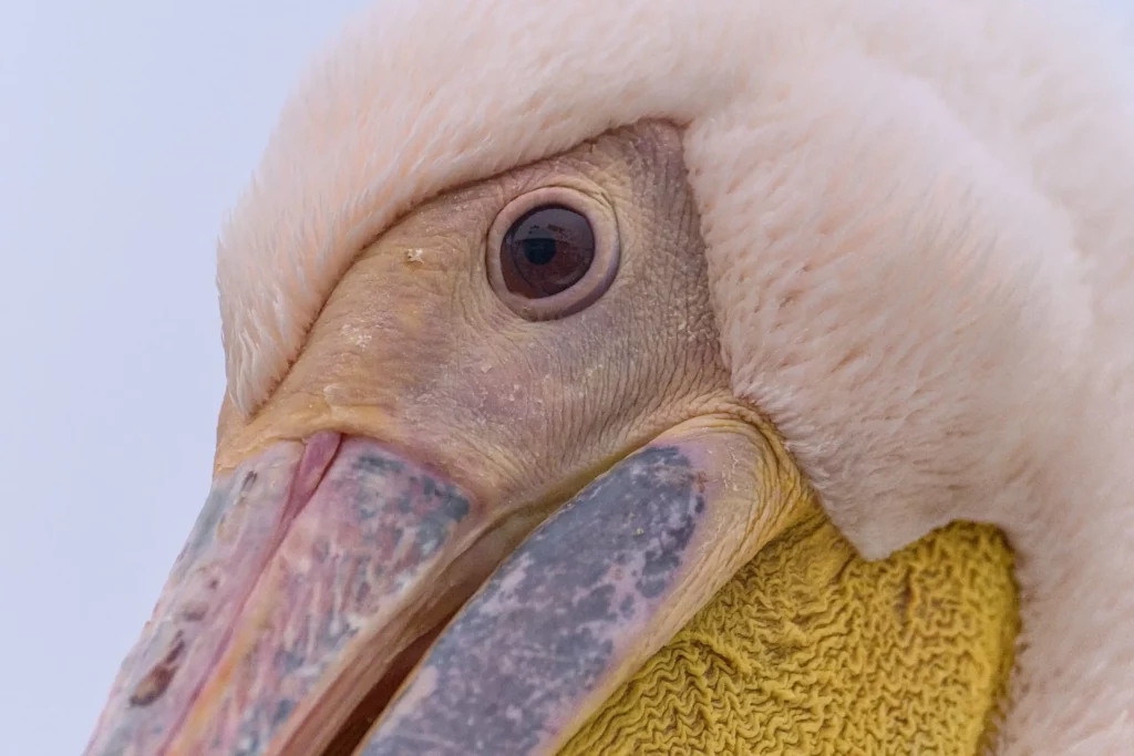 Les oiseaux de Namibie