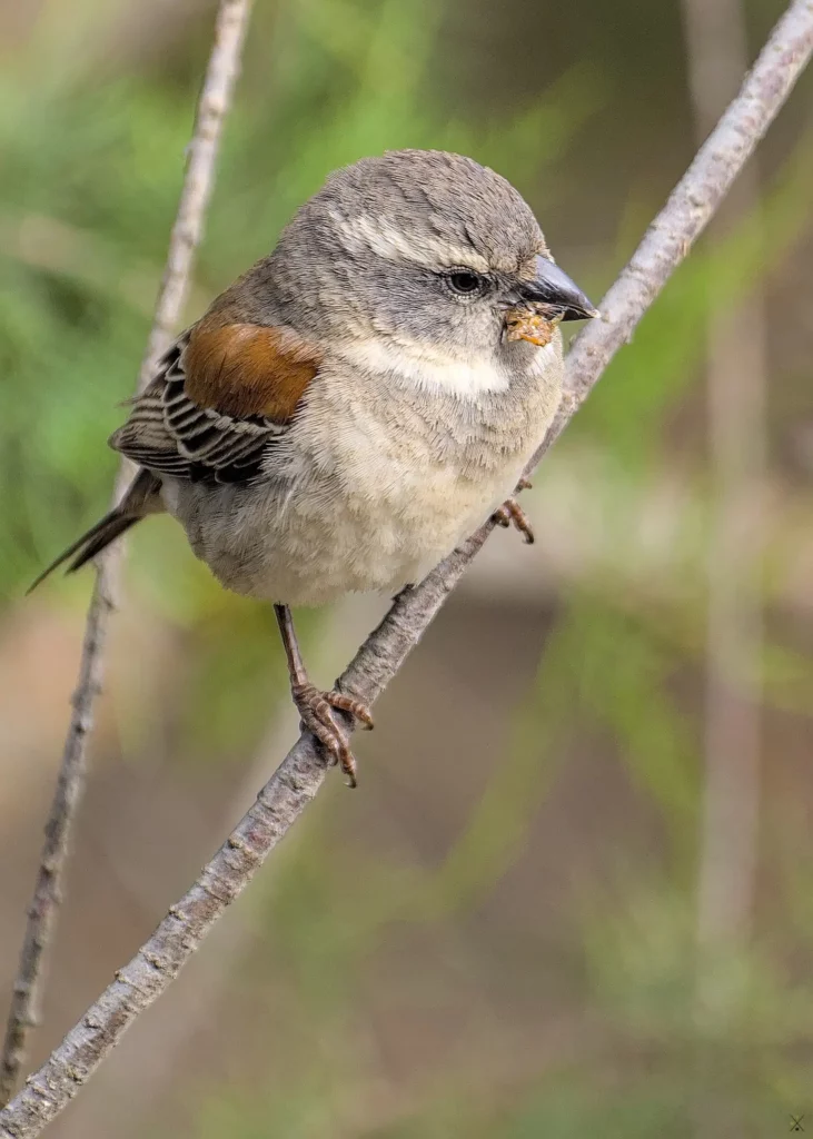 Les oiseaux de Namibie