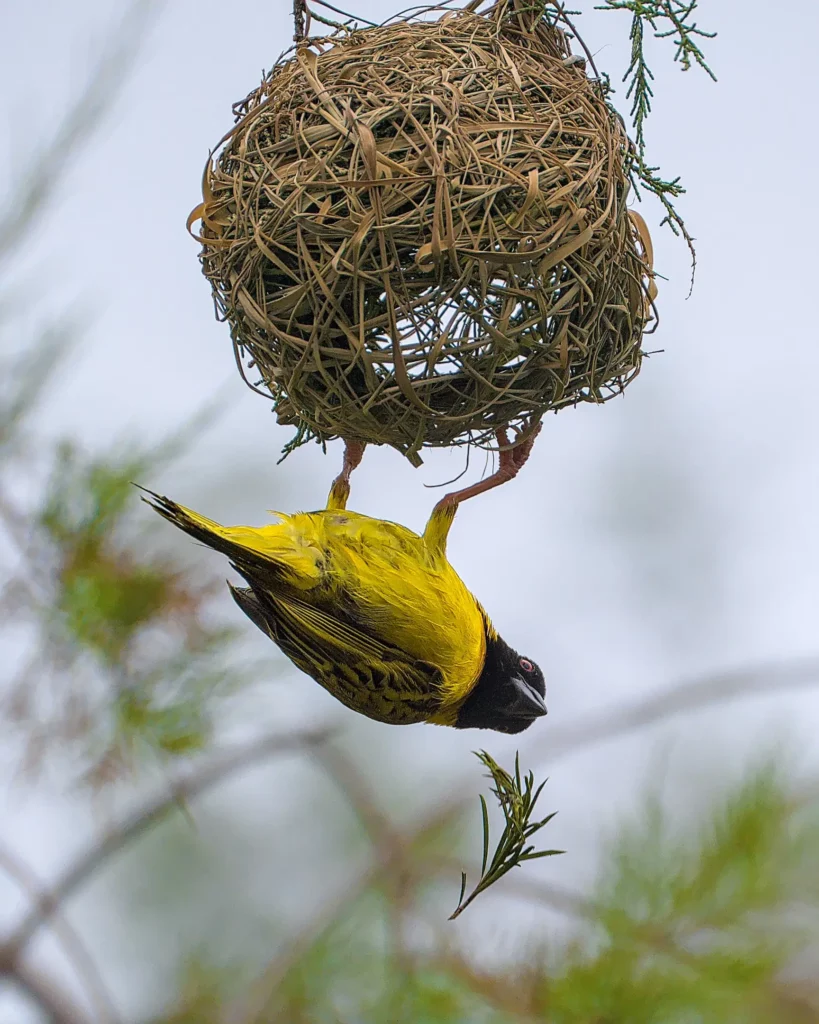 Les oiseaux de Namibie