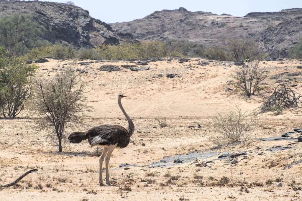 Les oiseaux de Namibie