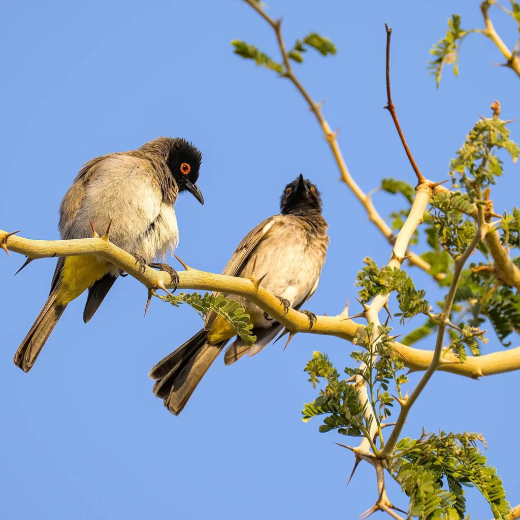 Les oiseaux de Namibie