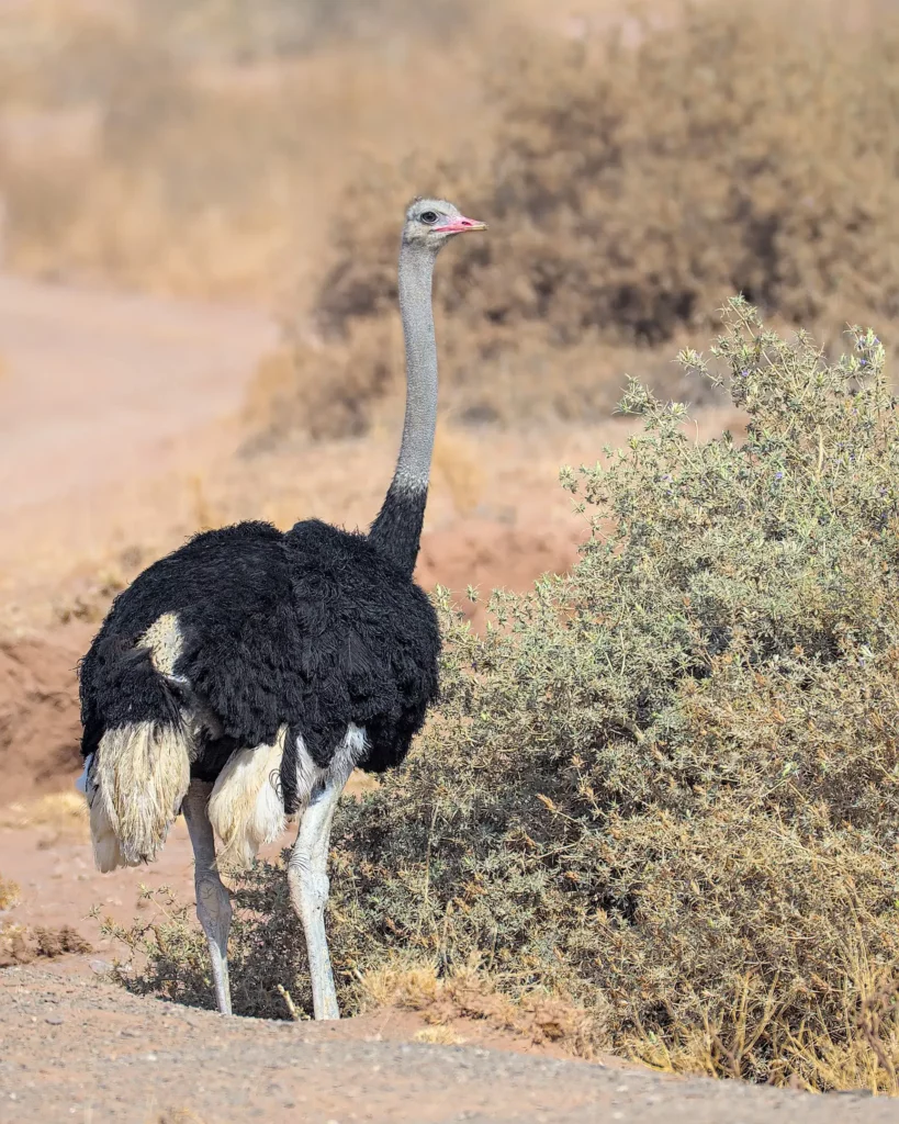 Les oiseaux de Namibie