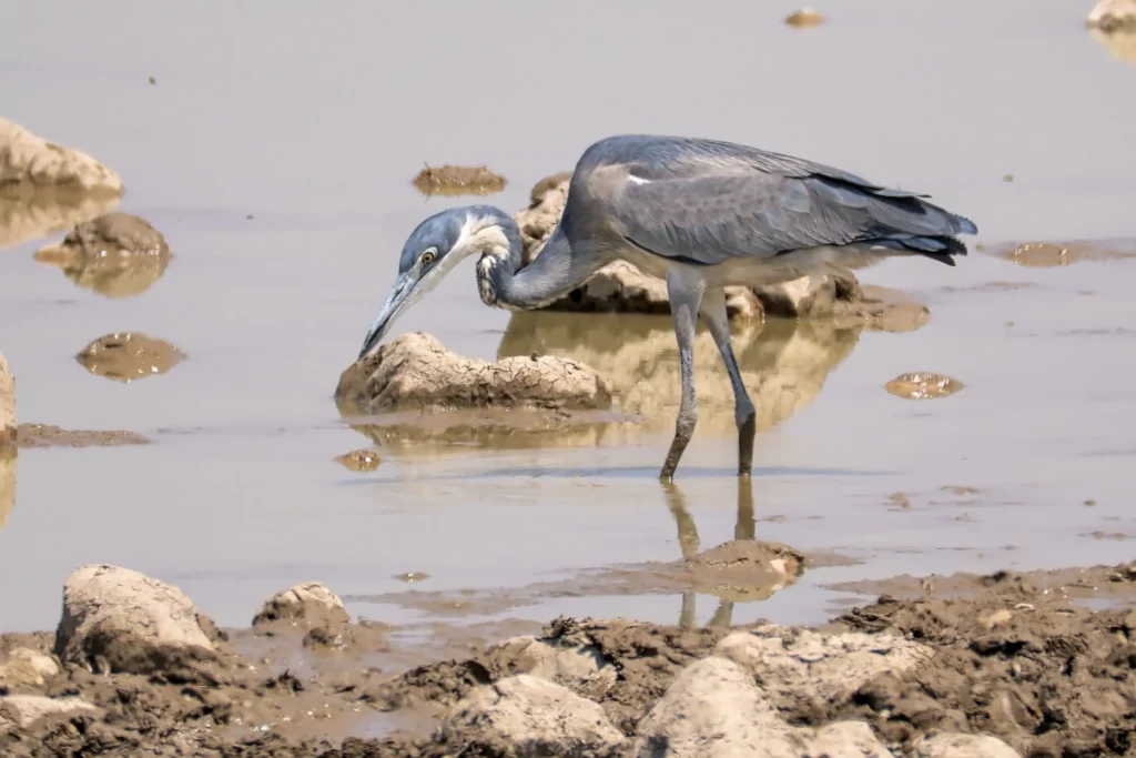 Les oiseaux de Namibie