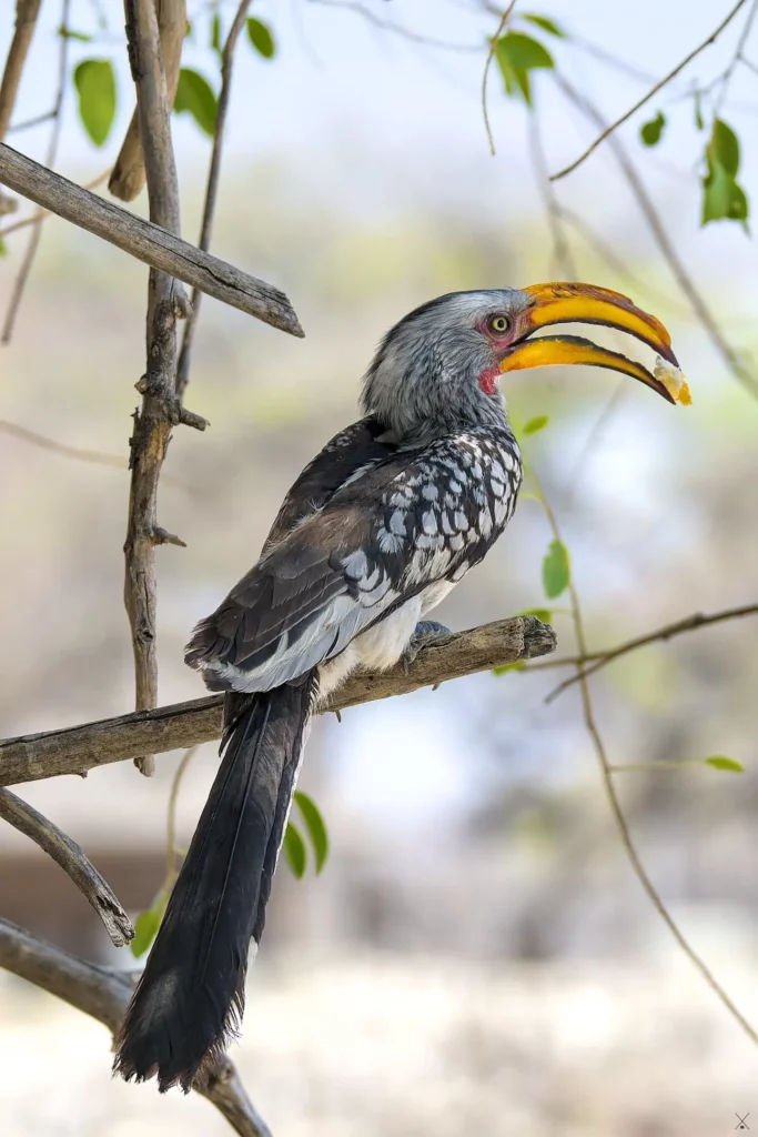 Les oiseaux de Namibie