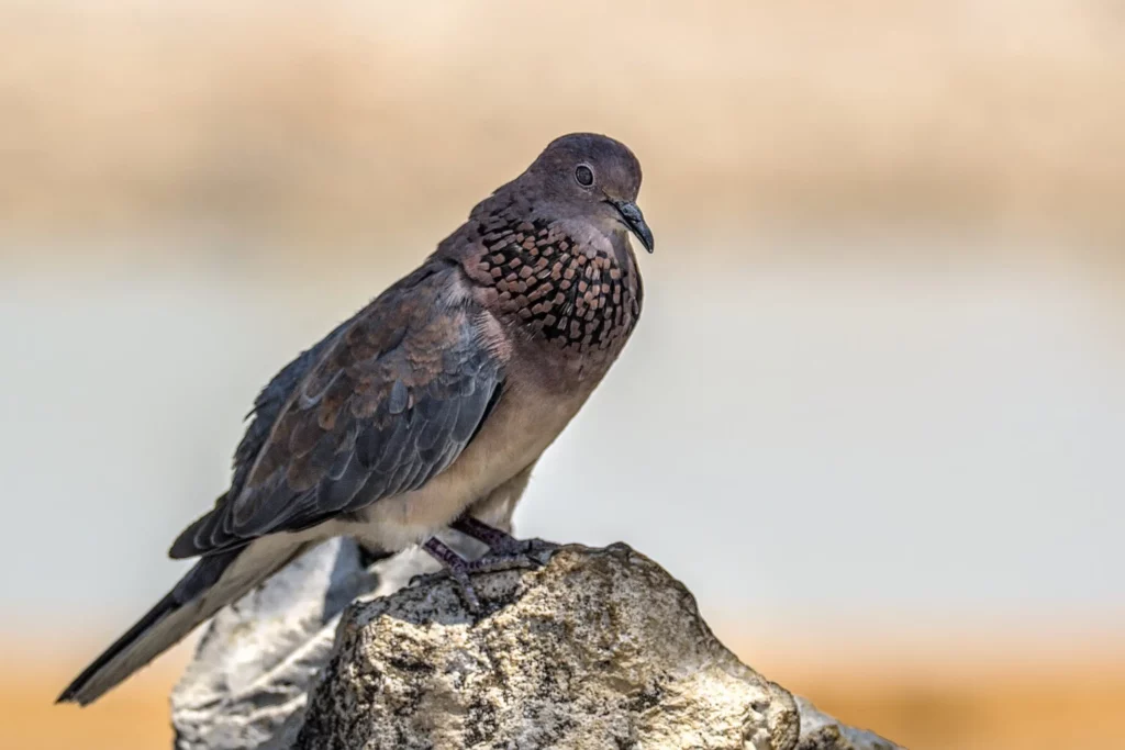 Les oiseaux de Namibie