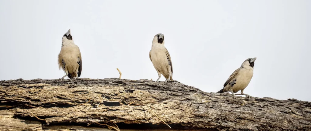 Les oiseaux de Namibie