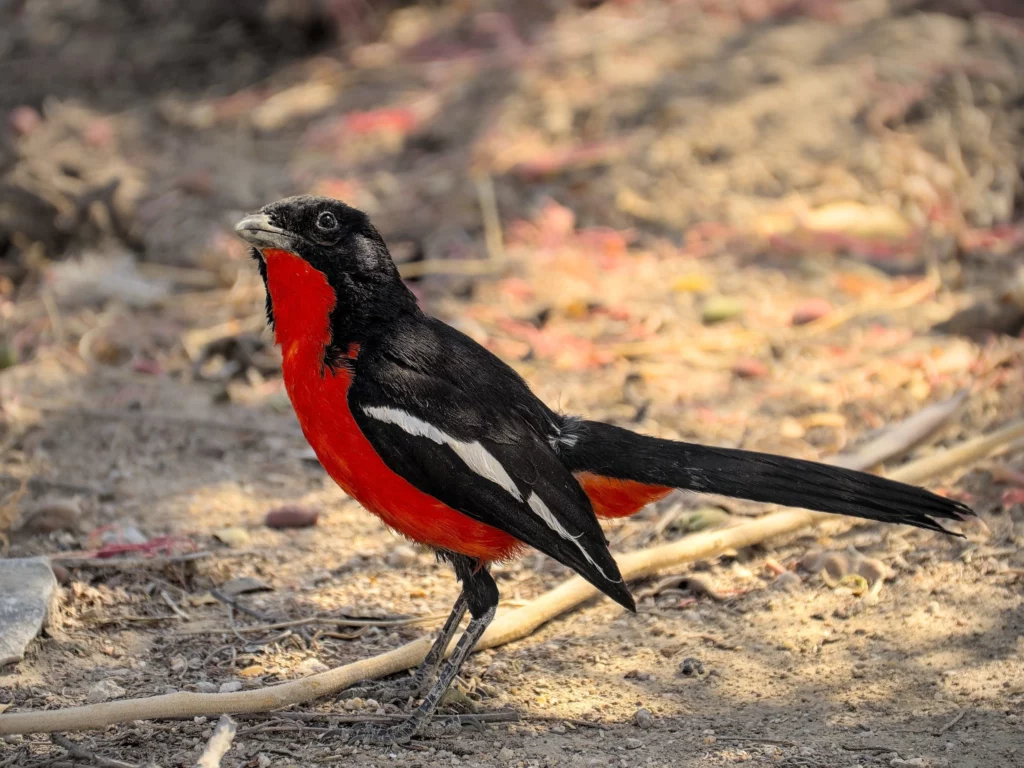 Les oiseaux de Namibie