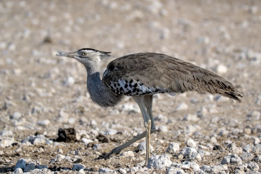 Les oiseaux de Namibie