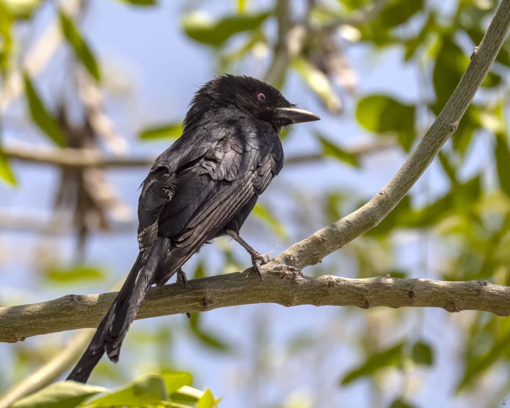 Les oiseaux de Namibie