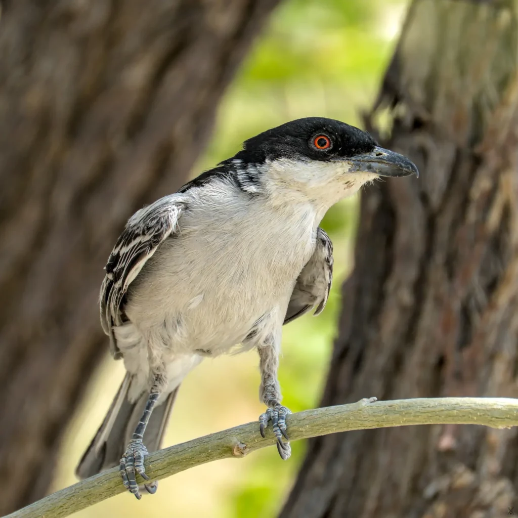 Les oiseaux de Namibie