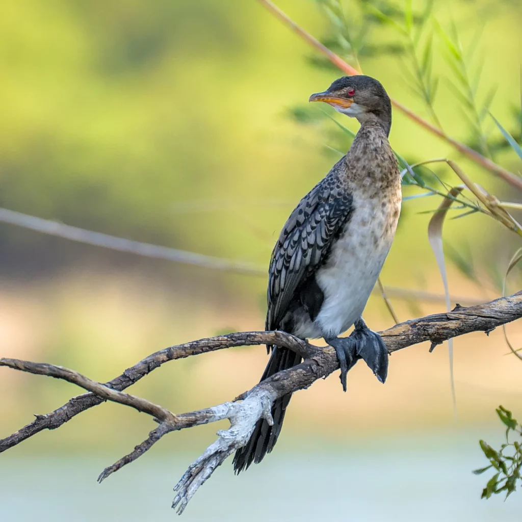 Les oiseaux de Namibie