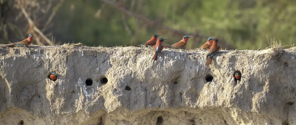 Les oiseaux de Namibie