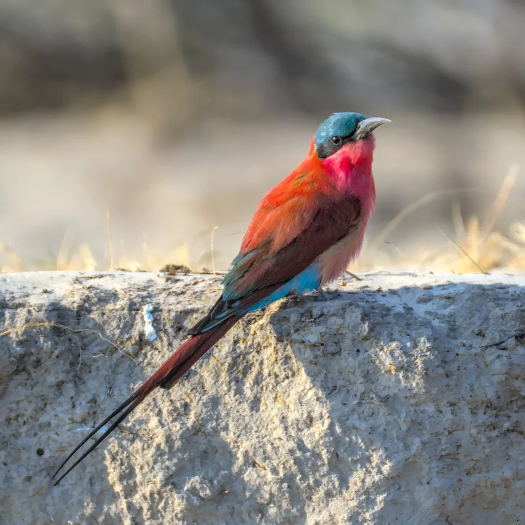 Les oiseaux de Namibie