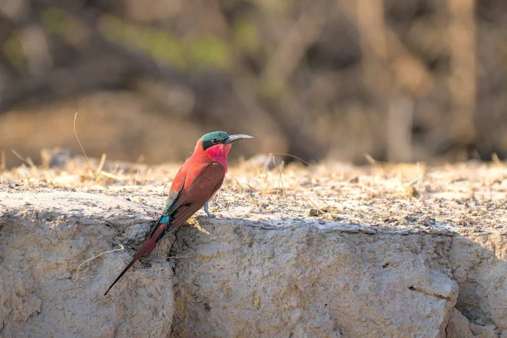 Les oiseaux de Namibie
