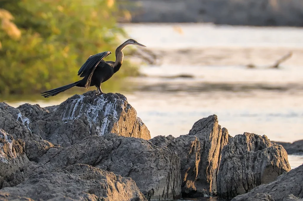 Les oiseaux de Namibie