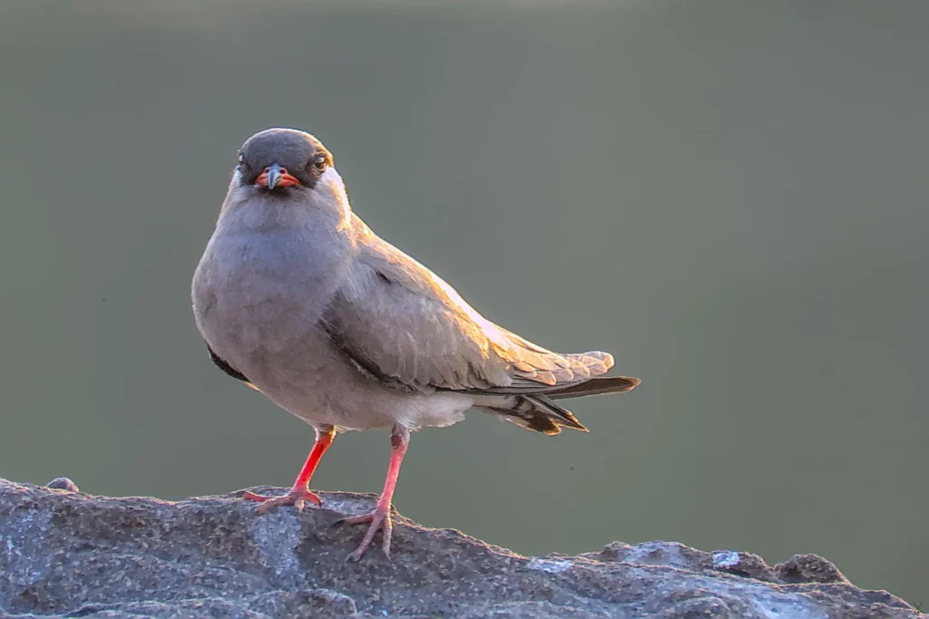 Les oiseaux de Namibie