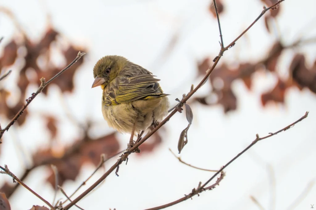 Les oiseaux de Namibie